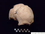 L_V20d5082 A16.31 R827 lR ta cranium.JPG L_V20d5082 A16.31 R827 lR ta cranium